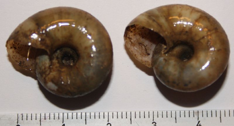 Retinella olivetorum?